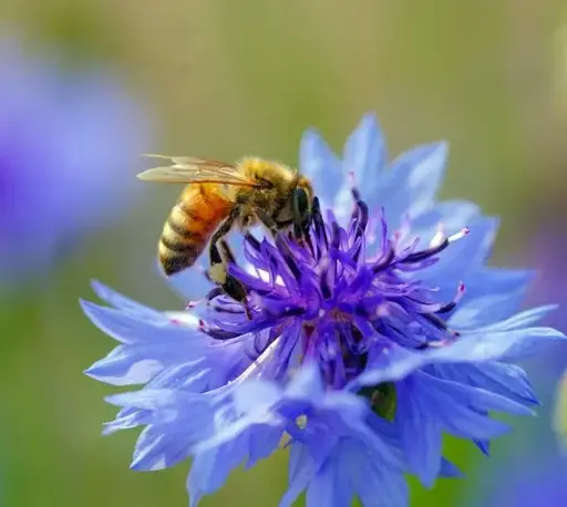 Módulo 2: Apicultura avanzada